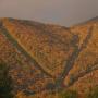 Ginger Bush Photo 21