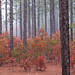 Cynthia Southern Photo 9