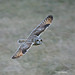 Dan Short Photo 14