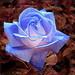 Rose Rogers Photo 13