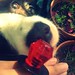 Candy Springer Photo 2