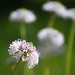 Barbara Wild Photo 35