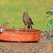 Susan Bird Photo 18
