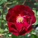 Janette Rose Photo 17