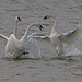 Linda Swan Photo 10