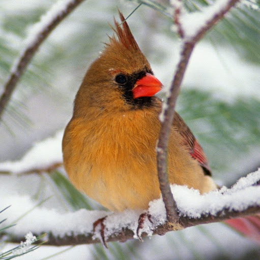 Patricia Schultz Photo 46