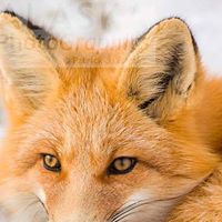 Eddie Fox Photo 17
