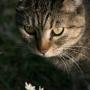 Julia Crow Photo 16