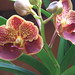Wanda Flores Photo 28