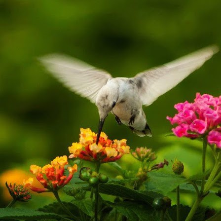 Ann Bowman Photo 26