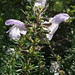 Susan Ashe Photo 17
