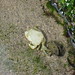 Albino Salinas Photo 1