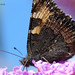 Dave Sommer Photo 26
