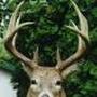 Robert Mcarthur Photo 23