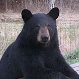 Allen Bass Photo 33