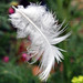 Angel Word Photo 9
