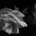 Rose Rossetti Photo 8