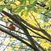 Robin Cherry Photo 19