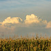 Linda Wheat Photo 30