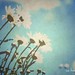Debbie Fraser Photo 29