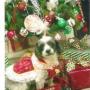 Christine Rodrigue Photo 15