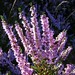 Heather Forrest Photo 18