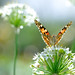 Cynthia Flowers Photo 9