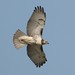 David Hawk Photo 15