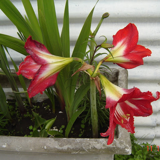 Nancy Cox Photo 21