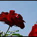 Rose Hopper Photo 13