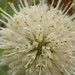 L Bloom Photo 7