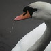 Catherine Swan Photo 16