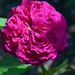 Stanley Rose Photo 29