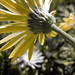Jacquelyn Flowers Photo 12