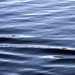 Stephen Swartz Photo 39