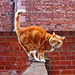 Ginger Walker Photo 23