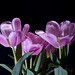 Travis Flowers Photo 17