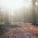Judy Wood Photo 13