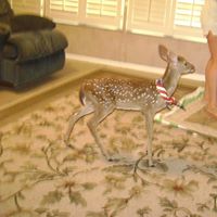 Diana Bentley Photo 28