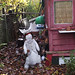 Linda Ward Photo 18