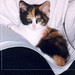 Janet Henning Photo 23