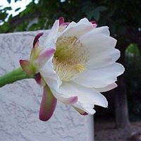 Peggy Moser Photo 12