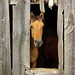Janice Peek Photo 6
