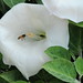 Angel Mccarthy Photo 7