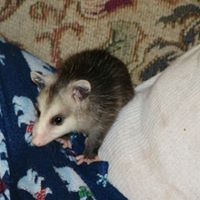 Angie Thacker Photo 14