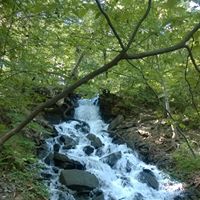 Dawn Parkison Photo 1