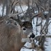 Cory Horn Photo 14