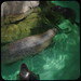 April Seals Photo 18