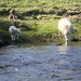 Clyde Lamb Photo 14