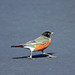Robin Floyd Photo 24